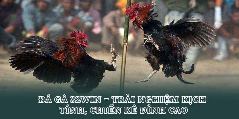Đá Gà 32Win – Trải Nghiệm Kịch Tính, Chiến Kê Đỉnh Cao